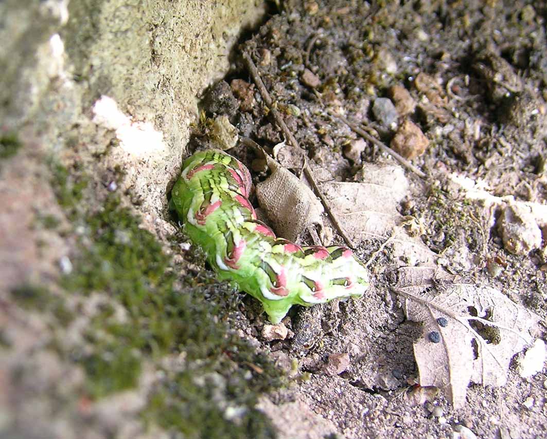 ID Noctuidae